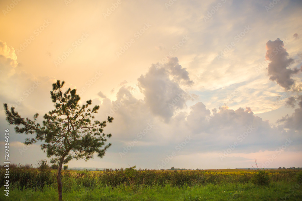 Obraz premium tree in a green field and big white clouds, summer sunset