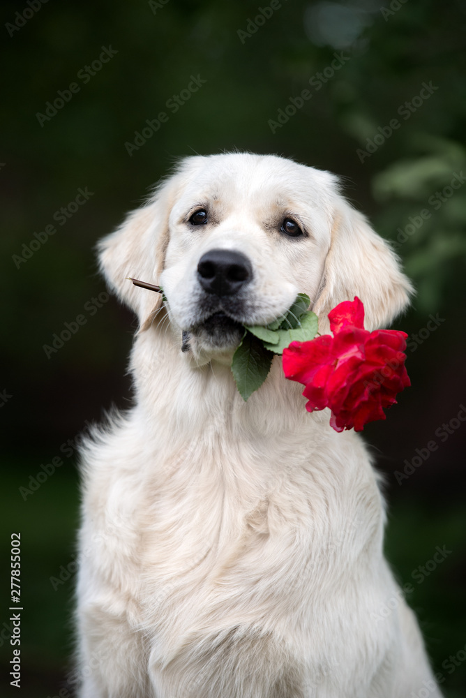 golden retriever dog holding red rose in mouth golden retriever dog holding red rose in mouth