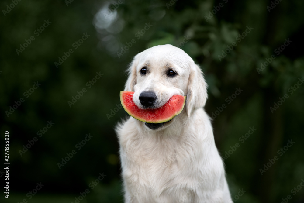 funny golden retriever dog holding watermelon slice in mouth Stock Photo |  Adobe Stock