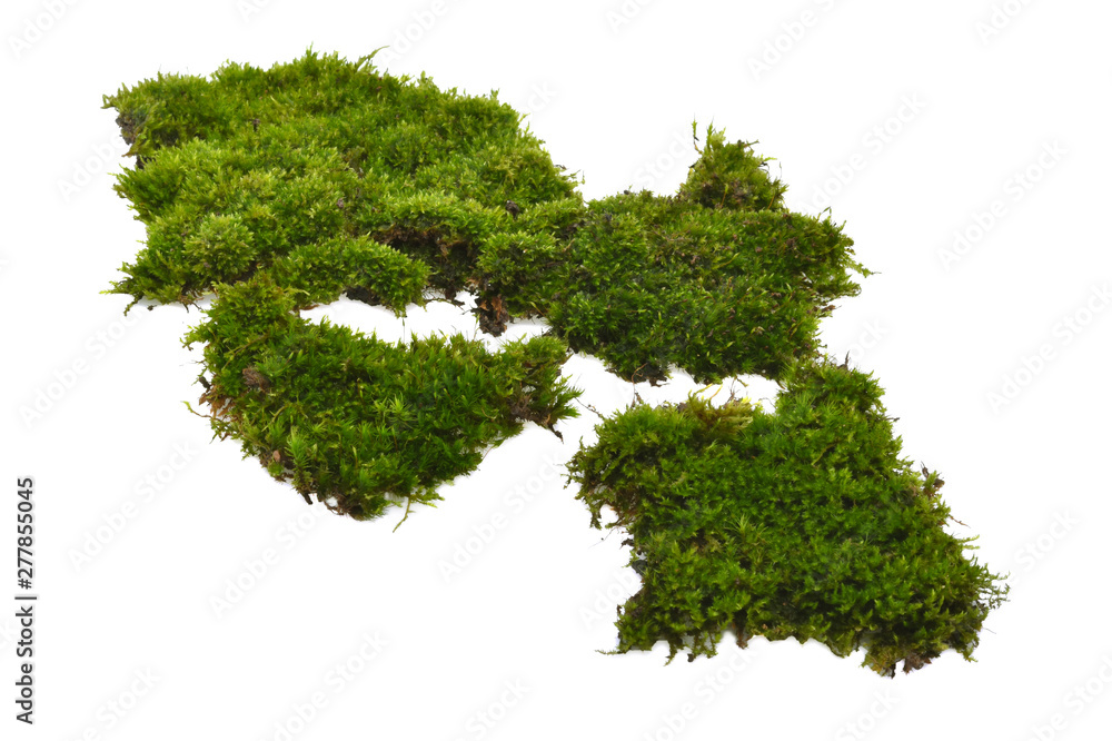 Green moss with grass isolated on white background Green moss with grass isolated on white background