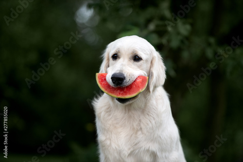 funny golden retriever dog holding watermelon slice in mouth