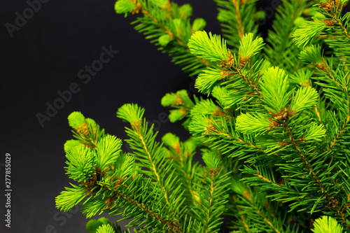 green conifer branches on a dark background christmas background