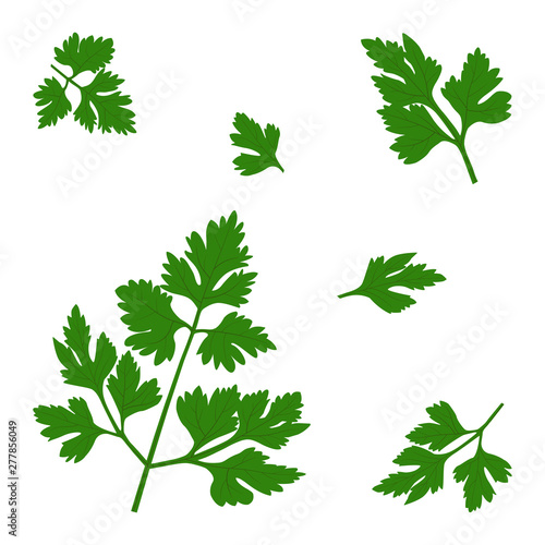 Vector twigs of fresh parsley.Organic vegetarian food.Parsley leaf vector illustration Green