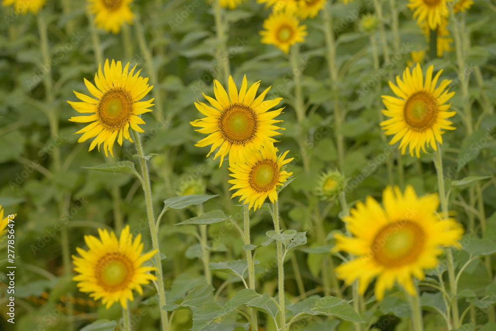 Fototapeta premium ひまわり