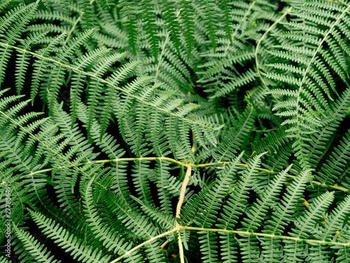 Top view beautyful ferns leaves green foliage. Natural floral fern on black background