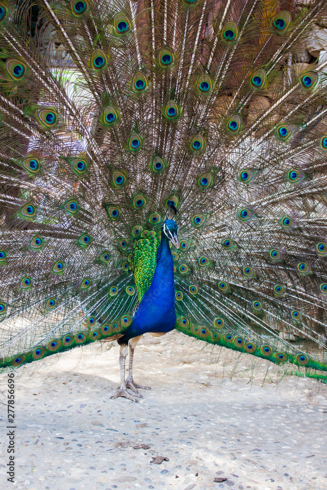 Obraz premium peacock with feathers out