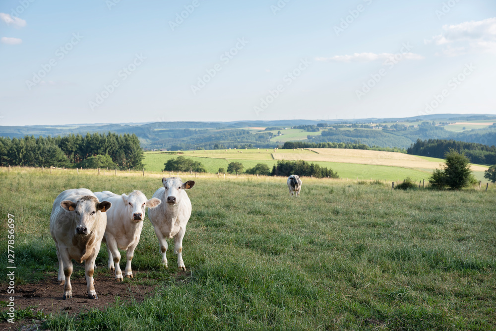 Obraz premium cows in landscape between La Roche and Houffalize in the belgian Ardennes