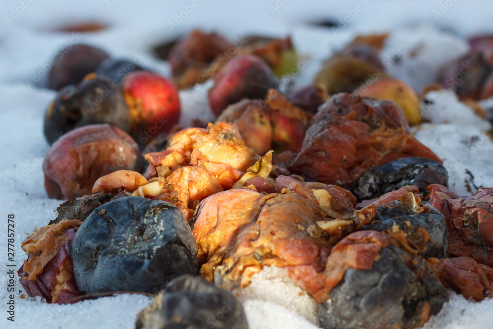 An old rotten apple hanging on a branch . winter