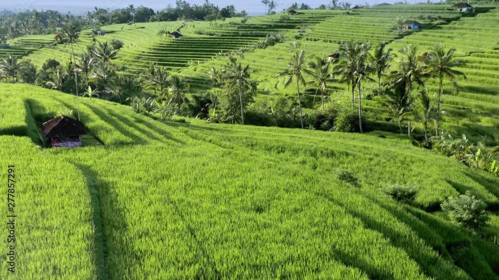 Aerial: flying over freshly planted rice terraces in Jatiluwih, a UNESCO world heritage site. Bali, Indonesia Aerial: flying over freshly planted rice terraces in Jatiluwih, a UNESCO world heritage site. Bali, Indonesia