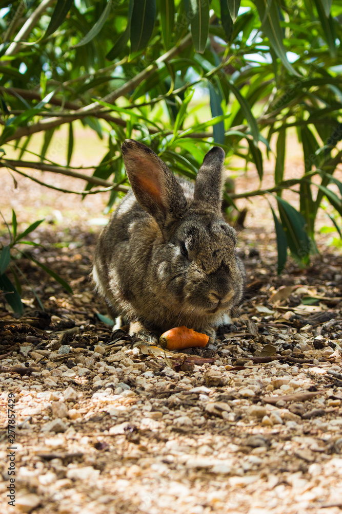 Naklejka premium rabbit in the garden