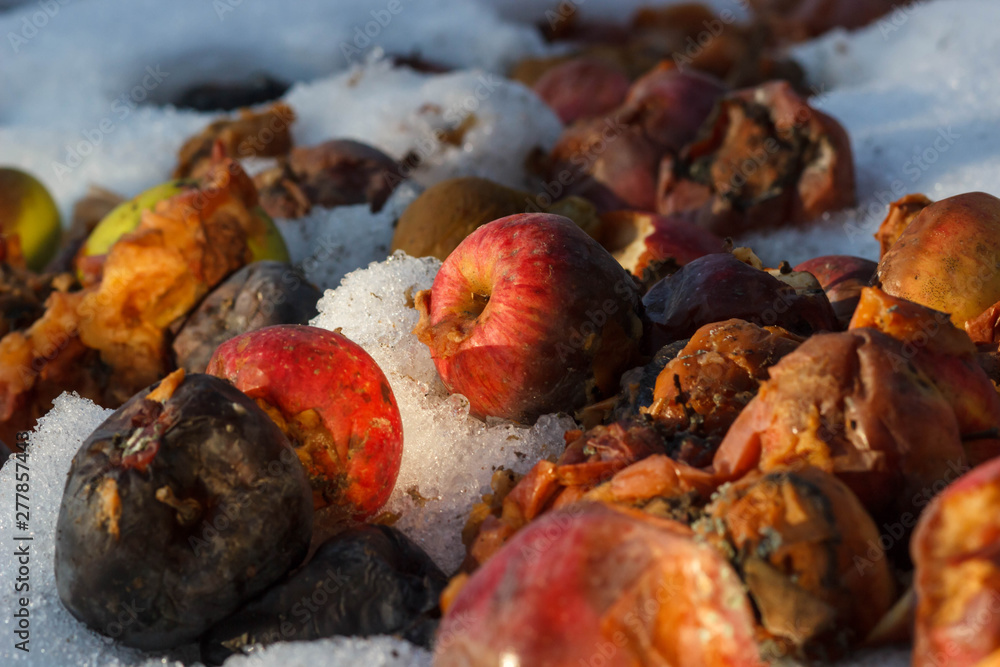 An old rotten apple hanging on a branch . winter An old rotten apple hanging on a branch . winter
