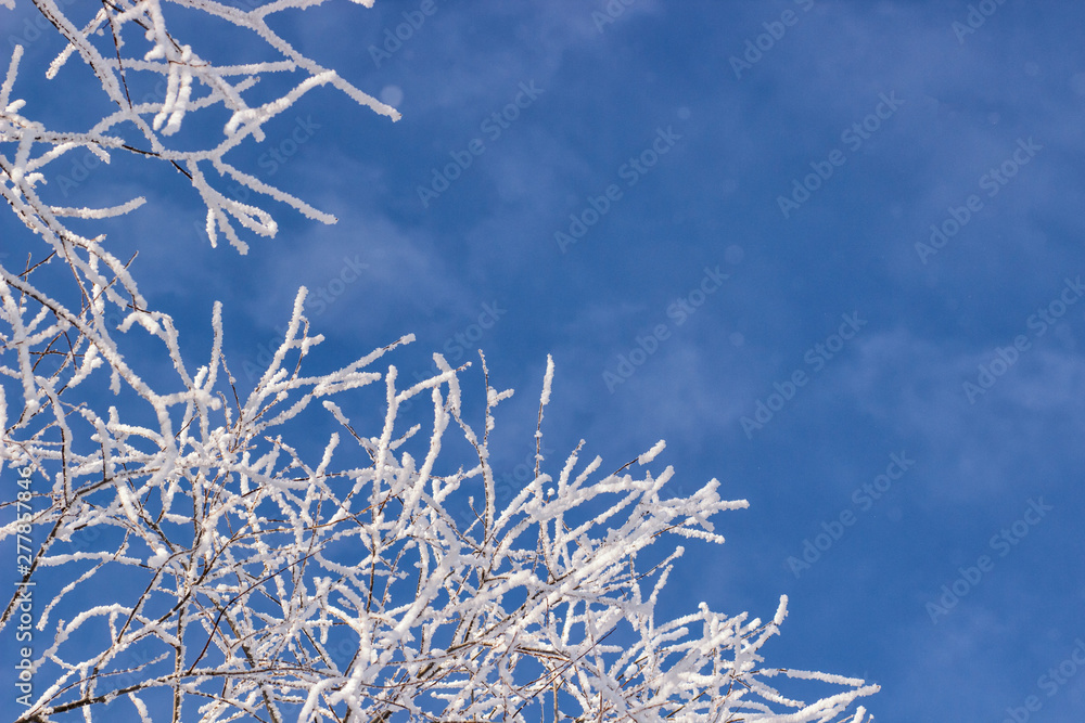 Winter landscape. Frost frost on the trees. Winter landscape. Frost frost on the trees.