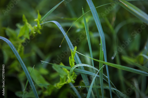 green grass close-up early in the morning with drops of dew.