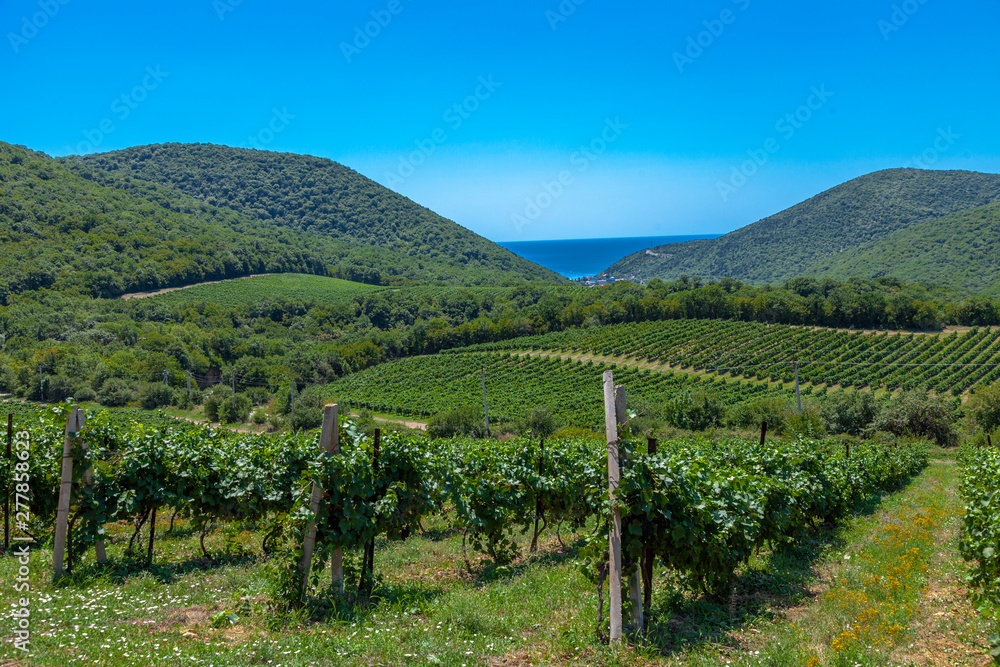 View on sunny vineyard in Krasnodar Region, Russia