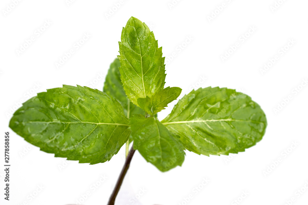 fresh mint leaves isolated on white background fresh mint leaves isolated on white background