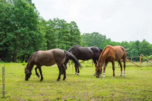 horses grazing on a green meadow