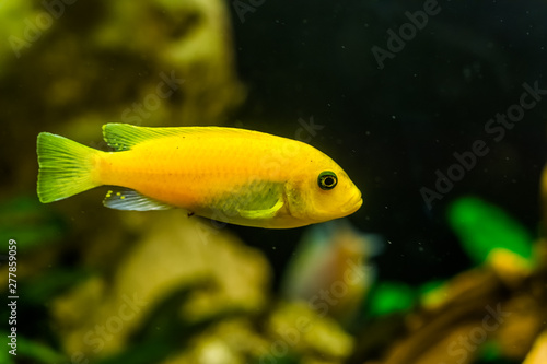 yellow lake malawi cichlid in closeup, popular aqarium pet in aquaculture, tropical fish specie from Africa photo