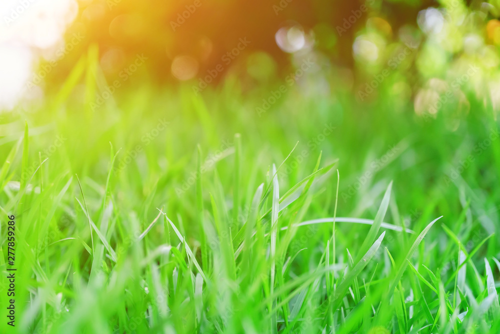 The morning sun shines on the green lawn in front of the house, Natural background, Blur background, green grass and sun.