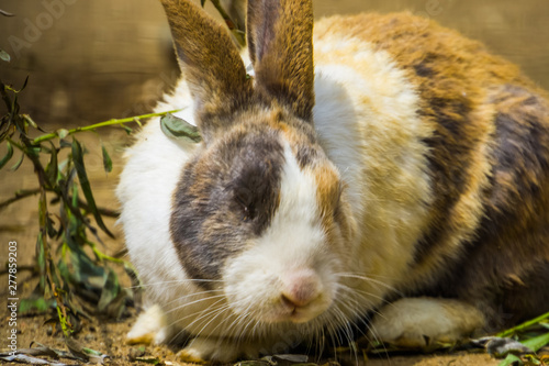 tri colored dutch rabbit with its face in closeup, popular bunny breed from the netherlands