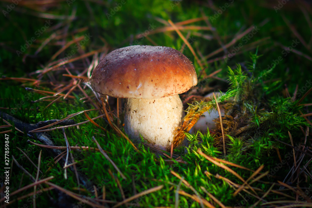 mashroom in forest mashroom in forest