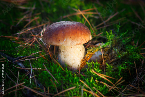 mashroom in forest