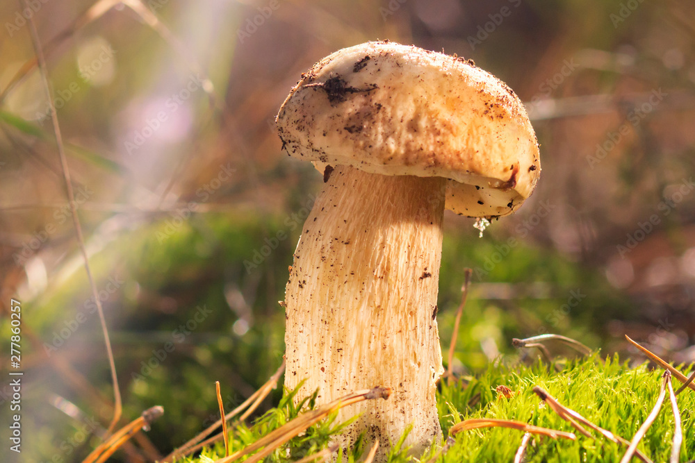 Fototapeta premium Beautiful fresh Edible Mushrooms, porcini mushrooms in the woods