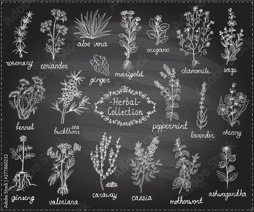 Medicine herbs collection, hand drawn doodle chalkboard illustration