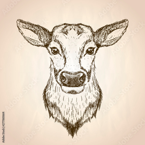 Female deer graphic sketch portrait illustration, front view