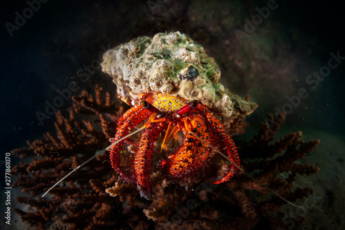 A hermit crab shot wide angle