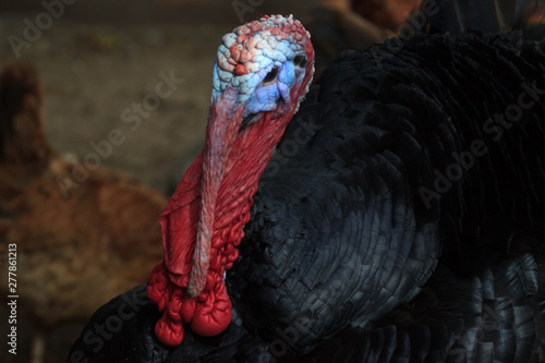 Black a turkey bird clouse up. traditional Christmas food