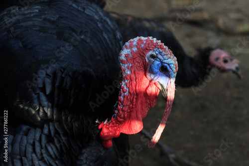 Black a turkey bird clouse up. traditional Christmas food