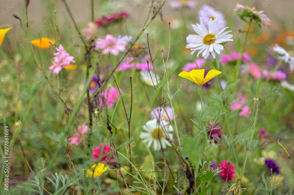 Field of cosmos flower, meadow with aster, camomile, esholtzia Field of cosmos flower, meadow with aster, camomile, esholtzia
