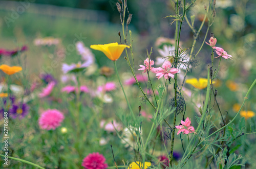 Field of cosmos flower, meadow with aster, camomile, esholtzia photo