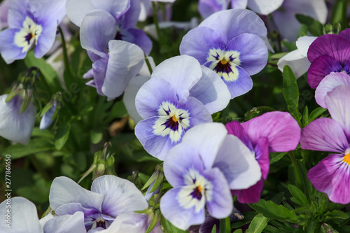 mixed pansies in garden