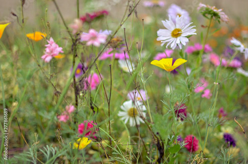 Field of cosmos flower  meadow with aster  camomile  esholtzia