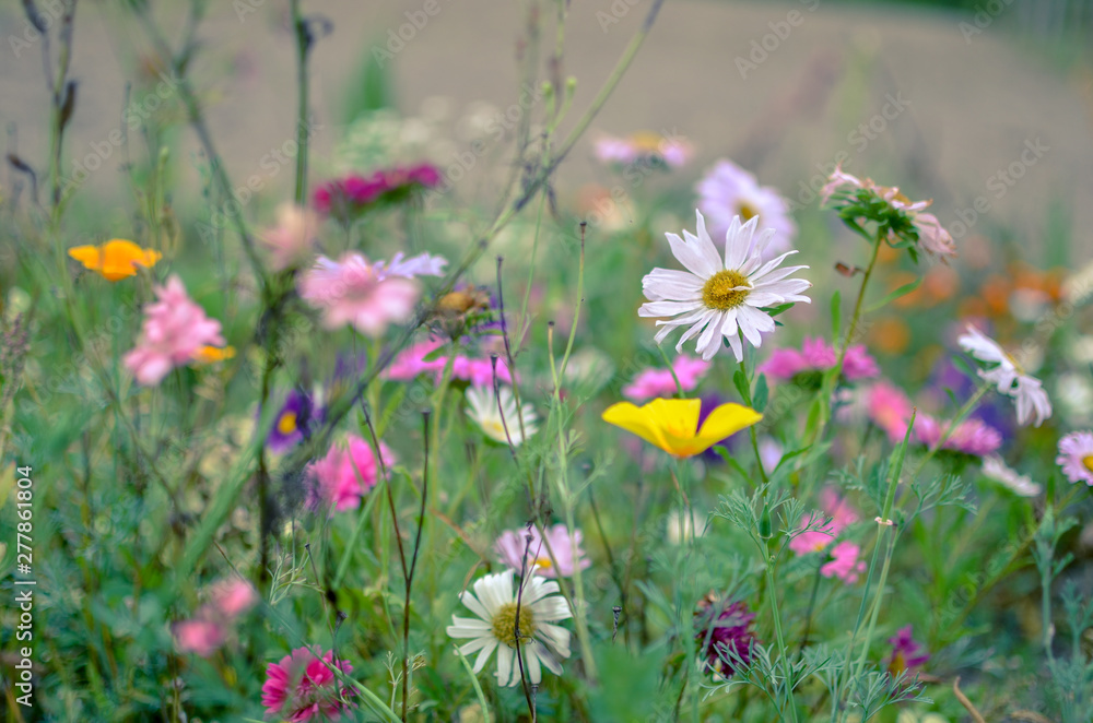 Field of cosmos flower, meadow with aster, camomile, esholtzia