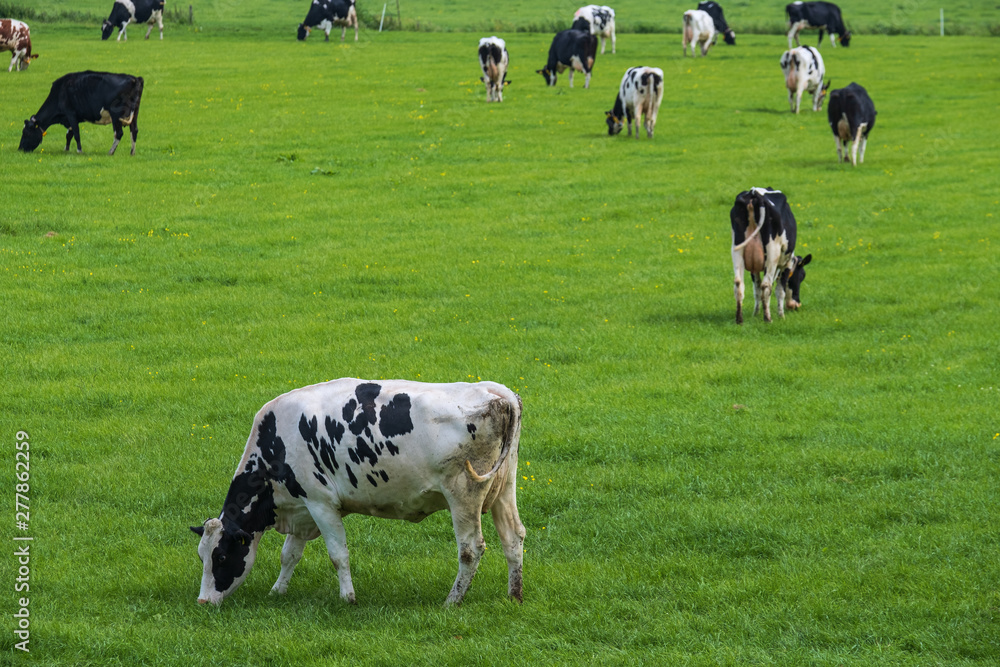 Grasende Kühe auf einer Viehweide in Südholland