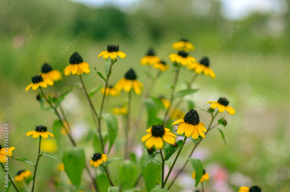 Obraz premium Rudbeckia Hirta L. Toto, Black-Eyed Susan flowers of the Asteraceae family