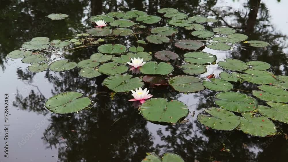 White water lily in a pond. Nymphaea alba. Beautiful white water lily and tropical climates. Water lily background. Water lilies video footage. White water lily in a pond. Nymphaea alba. Beautiful white water lily and tropical climates. Water lily background. Water lilies video footage.