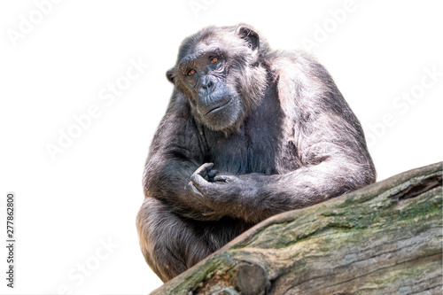 Ghimpanzee isolated on white © fotomaster