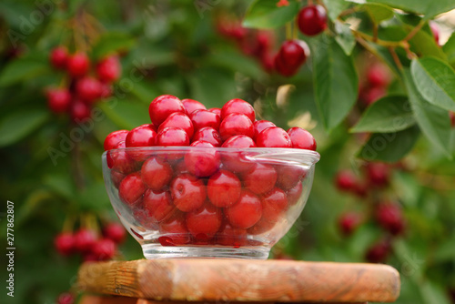 Cherries in a bowl in a fruit orchard