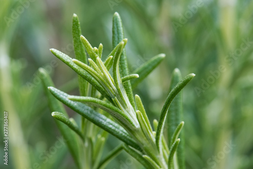 plante aromatique romarin