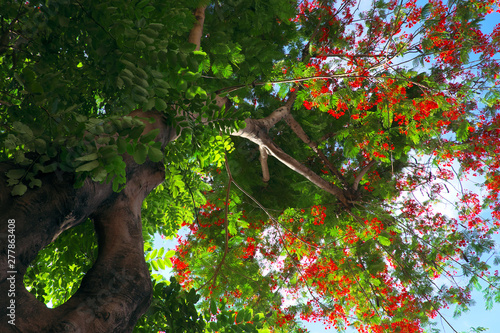 Beautiful red phoenix flower from bottom view with amazing shape of tree trunk photo