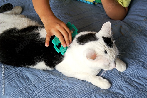 The boy is combing a black and white cat with a green comb. Pet care concept