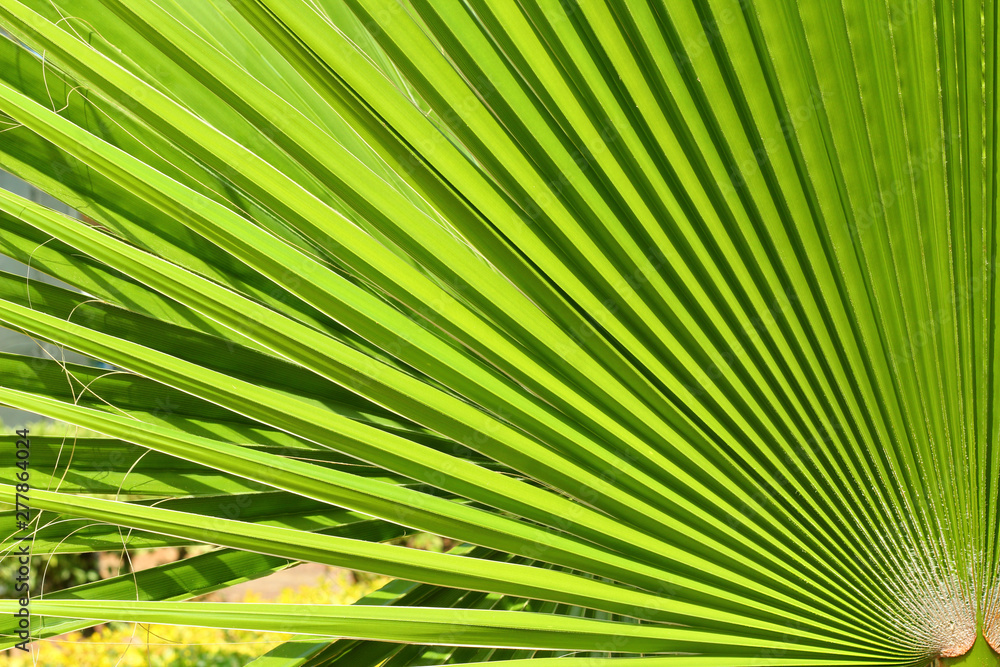 Obraz premium Palm leaf close up.