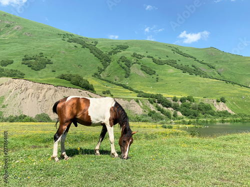 Russia, North Ossetia. Horse grazing on the shore of Midagrabin lake in the summer 