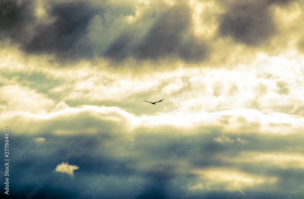 Flying bird in the middle of the sky Flying bird in the middle of the sky