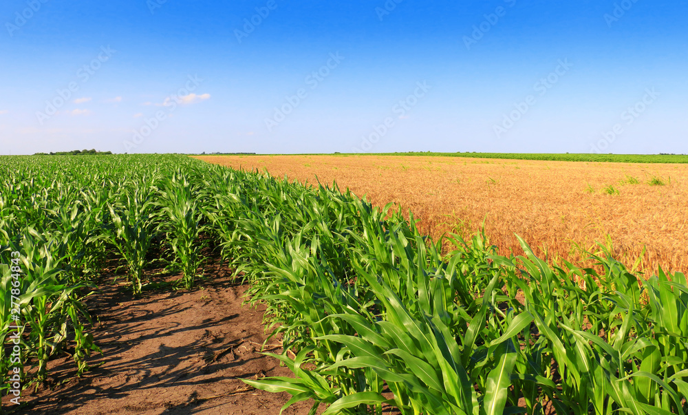 Fototapeta premium Green field with young corn