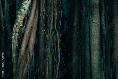 Tree Trunk And Root Background.