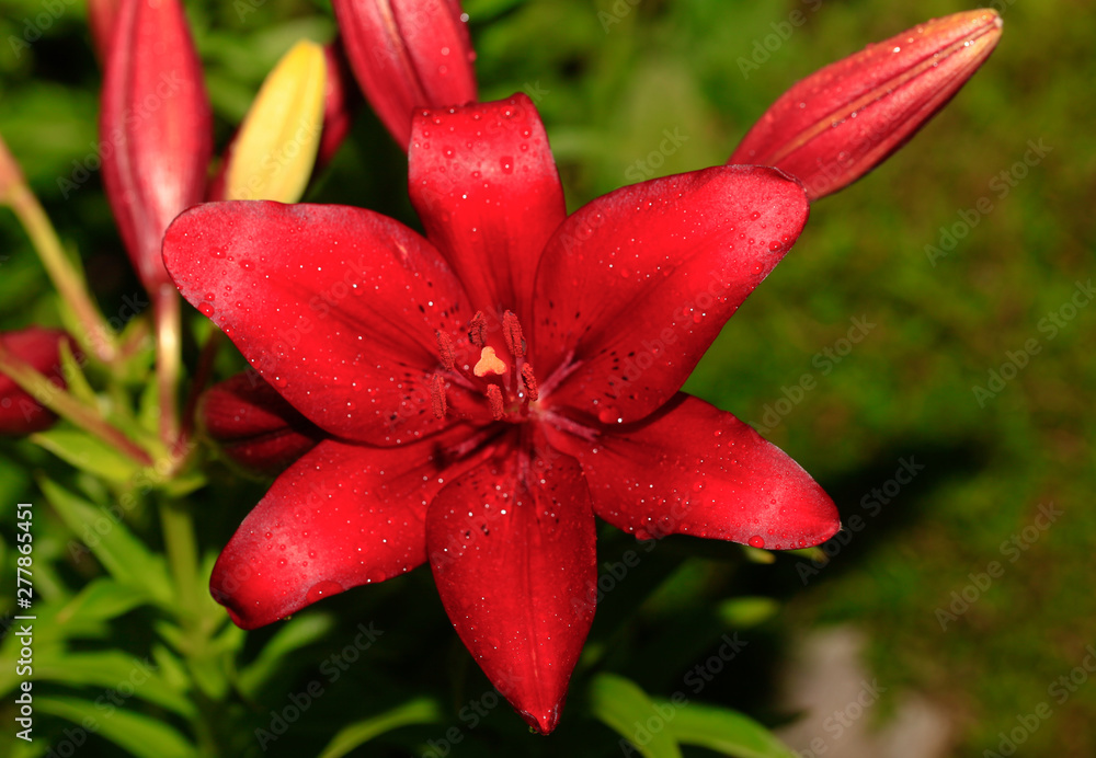 Flowering lily in the garden in the summer.Natural blurred background. Flowering lily in the garden in the summer.Natural blurred background.